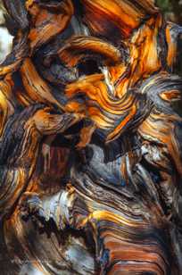 Bristlecone Pine-9097